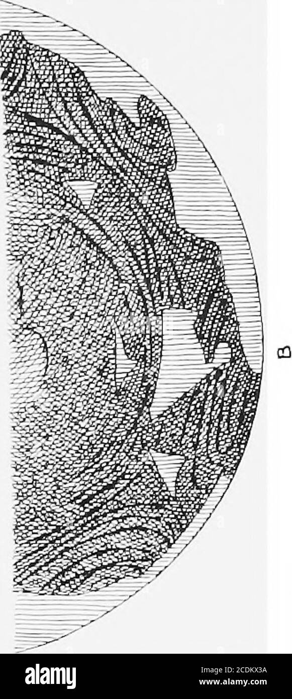 . Le palais de Minos : un compte rendu comparatif des étapes successives de la civilisation crétoise ancienne comme illustré par les découvertes à Knossos . e argile de ceux-ci n'est pas crétoise, Mais il est possible que la ressemblance indique une contemporaine approximative.^ des bassins peu profonds sur des tiges creuses se développant en dessous sont également trouvés.ces derniers semblent être les prototypes des peuplements de fruits si répandus dans la partie précoce de l'âge minoen moyen. Dans l'un de ces éléments appartenant à la locomotive de dépôt de Mochlos a été trouvé un morceau de cuivre.^ le bol à deux manche (Fig. 18, i) de la grotte de Miamu, explorée par Banque D'Images