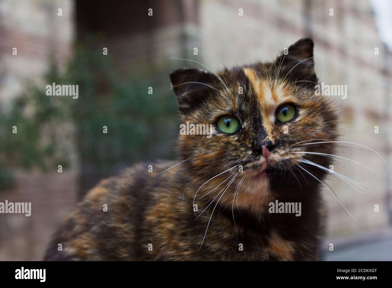 Visage de chat avec de grands yeux de chats. Banque D'Images