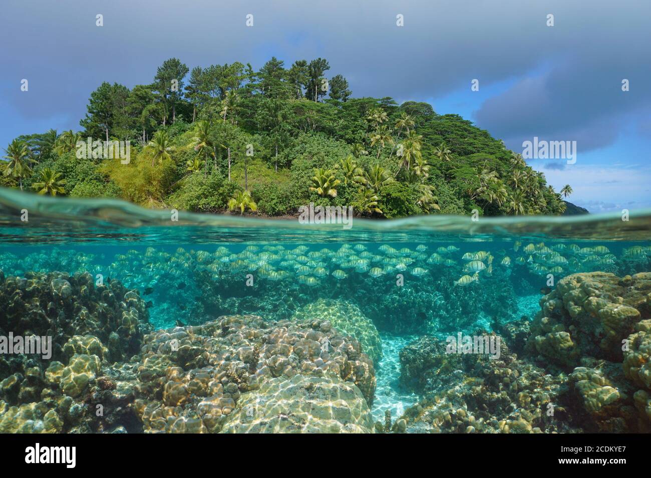 Paysage marin tropical, poissons avec récif de corail sous l'eau et île luxuriante, vue partagée sur la surface de l'eau, Polynésie française, océan Pacifique, Huahine Banque D'Images