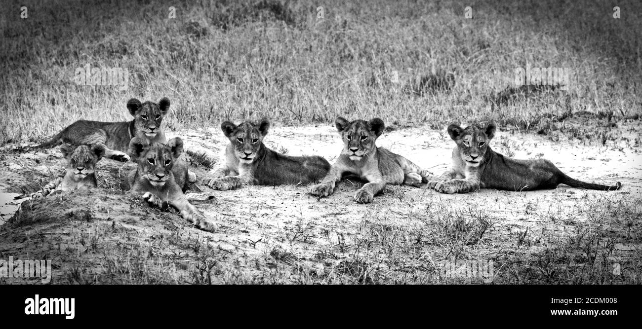 Cinq jeunes Cubs de Lion reposant sur la savane africaine sèche. Voici les descendants de Cecil le Lion, parc national de Hwange, Zimbabwe Banque D'Images