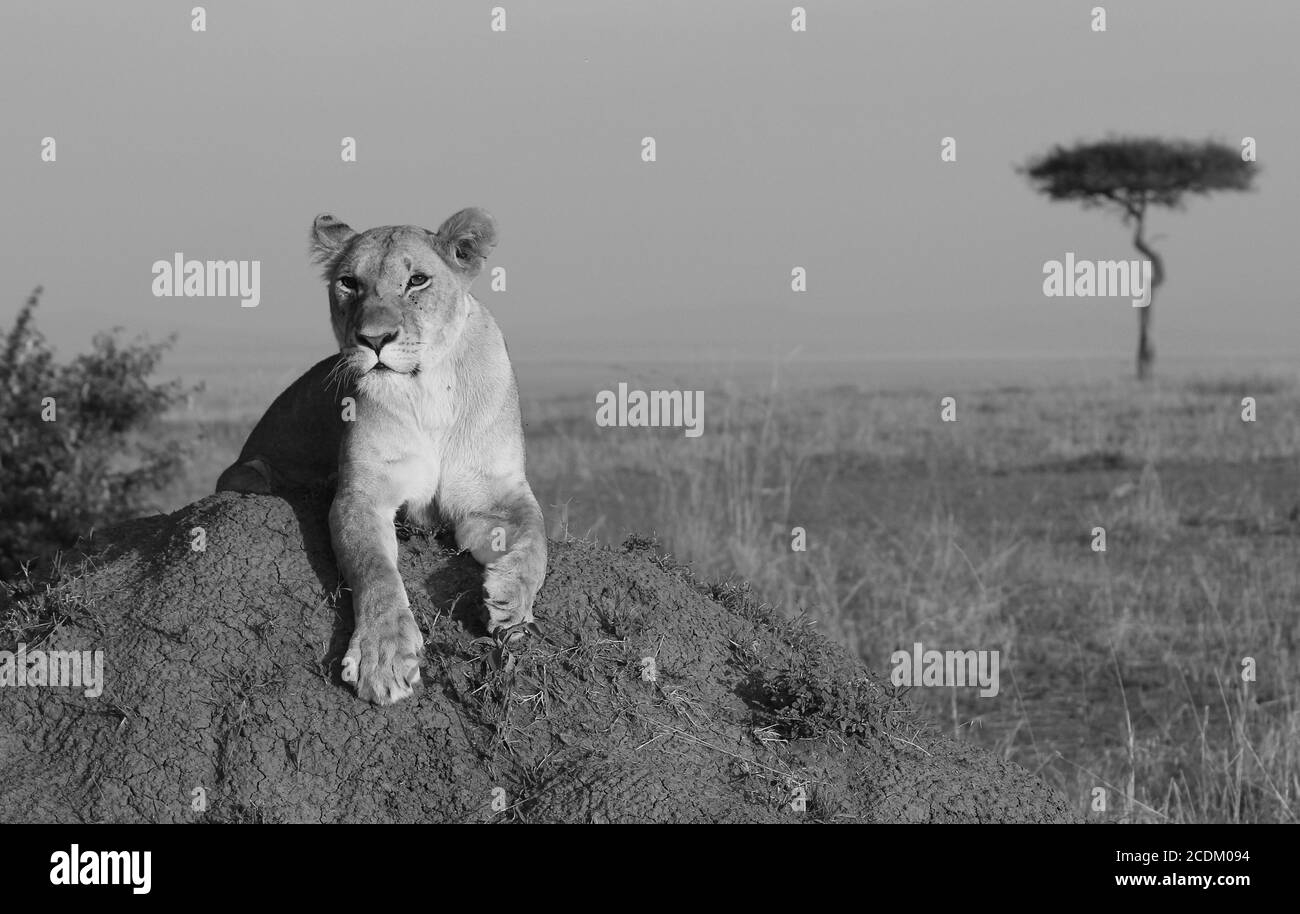 Lone Lioness reposant sur le sommet d'un termite avec un arbre d'acacia au loin. Banque D'Images