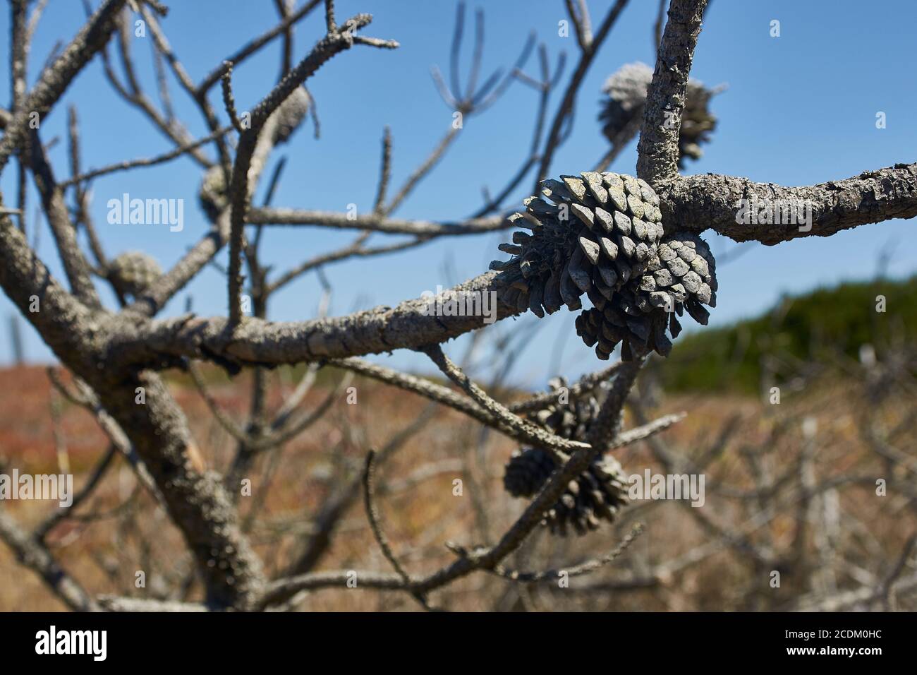 vieux cônes de pin dépiqués dans les arbres et sur le sol Banque D'Images