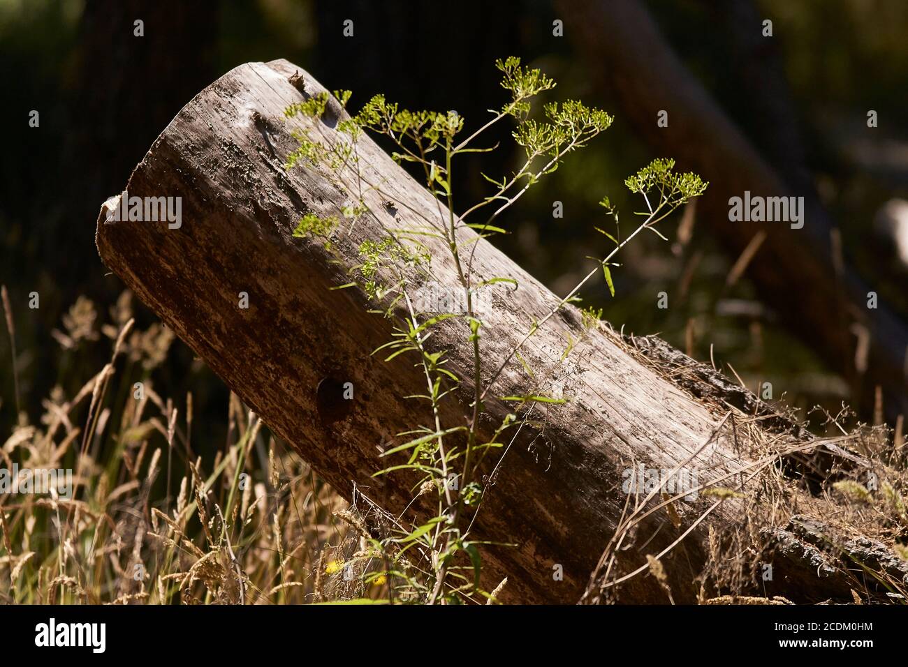 les graminées qui poussent autour de la souche d'un arbre ont été coupées Banque D'Images