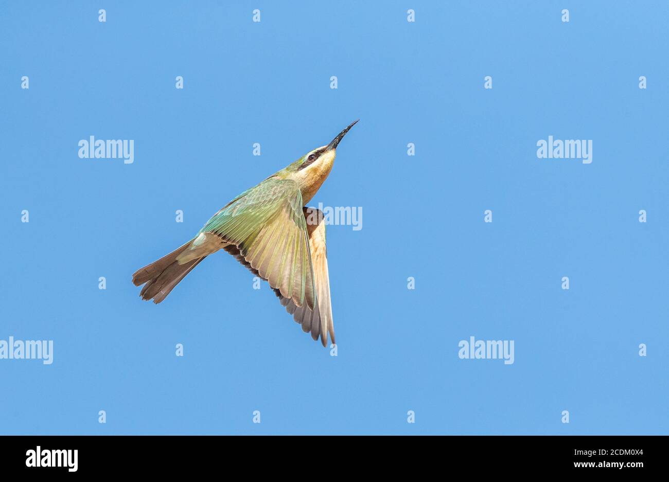 Apiculture à chetée bleue occidentale, apiculture africaine à chetée bleue (Merops persicus chrysocercus), jeunes volant dans le ciel, Maroc Banque D'Images