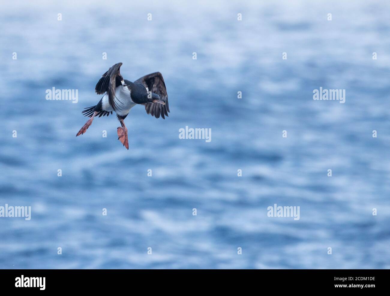 Le cerf Campbell (Phalacrocorax campbelli, Leucocarbo campbelli), le cerf non-adulte qui débarque sur l'océan, Nouvelle-Zélande, île Campbell Banque D'Images