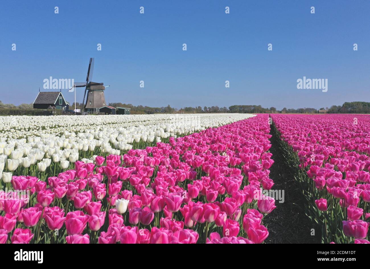 Champs de tulipes fleuris avec moulin à vent, pays-Bas, Nord des pays-Bas, t Zand Banque D'Images