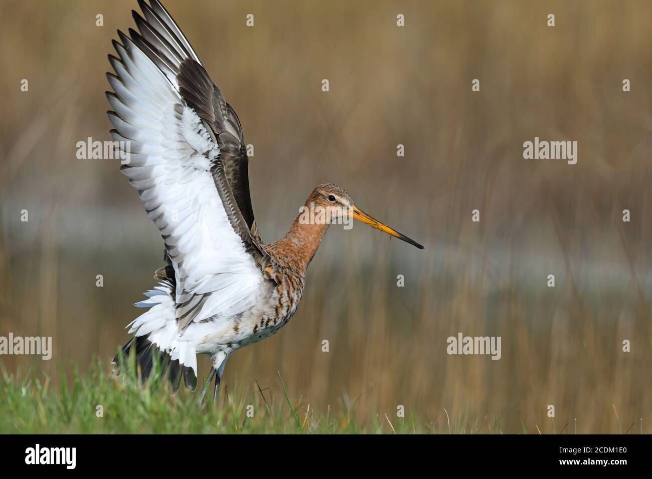 Godwit à queue noire (Limosa limosa), stands avec ailes levées, pays-Bas, Frison Banque D'Images