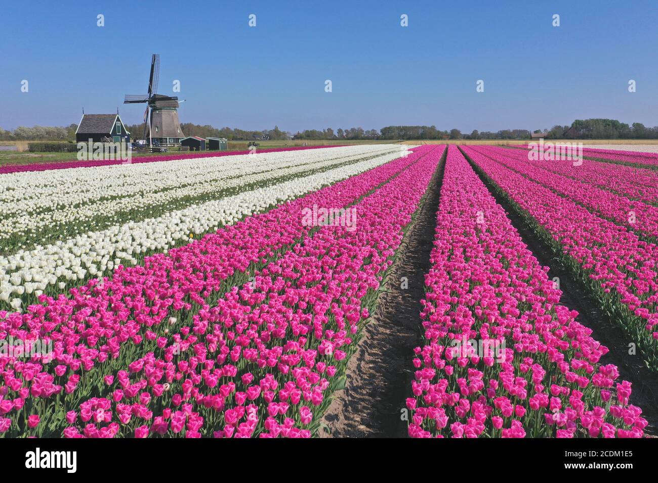 Champs de tulipes fleuris avec moulin à vent, pays-Bas, Nord des pays-Bas, t Zand Banque D'Images