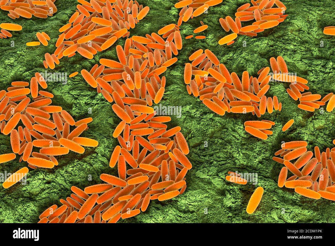 Illustration 3d de la bactérie Pasteurella multocida. Il s'agit d'un coccobacille Gram négatif, non motile et sensible à la pénicilline appartenant à la famille des Pasteurellacées. Pasteurella multocida est la cause de toute une série de maladies chez les mammifères et les oiseaux, notamment le choléra chez les volailles, la rhinite atrophique chez les porcs et la septicémie hémorragique bovine chez les bovins et les buffles. Il peut également causer une infection zoonotique chez l'homme, qui est généralement le résultat de morsures ou de rayures d'animaux domestiques. Beaucoup de mammifères et d'oiseaux l'abritent dans le cadre de leur microbiote respiratoire normal, y compris les chats domestiques. Banque D'Images