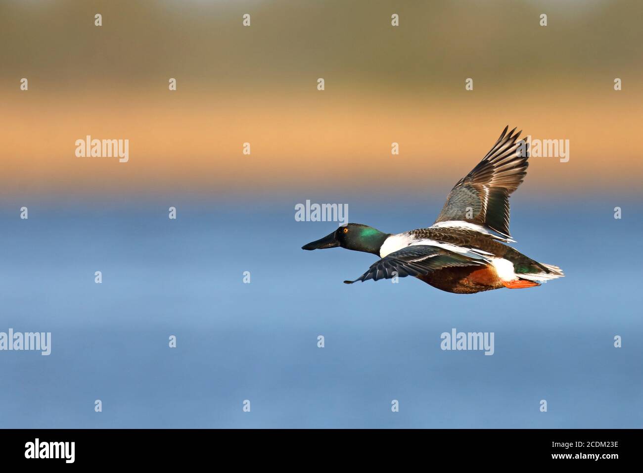 shoveler du nord (Anas clypeata, Spatule clypeata), drake in Flight, pays-Bas, Frison, Parc national de Lauwersmeer Banque D'Images