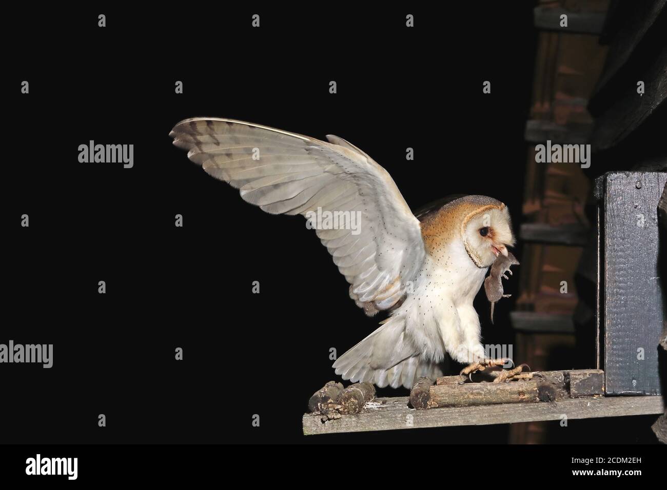 Hibou de la grange (Tyto alba), terres au nid avec souris attrapée, Allemagne, Rhénanie-du-Nord-Westphalie Banque D'Images