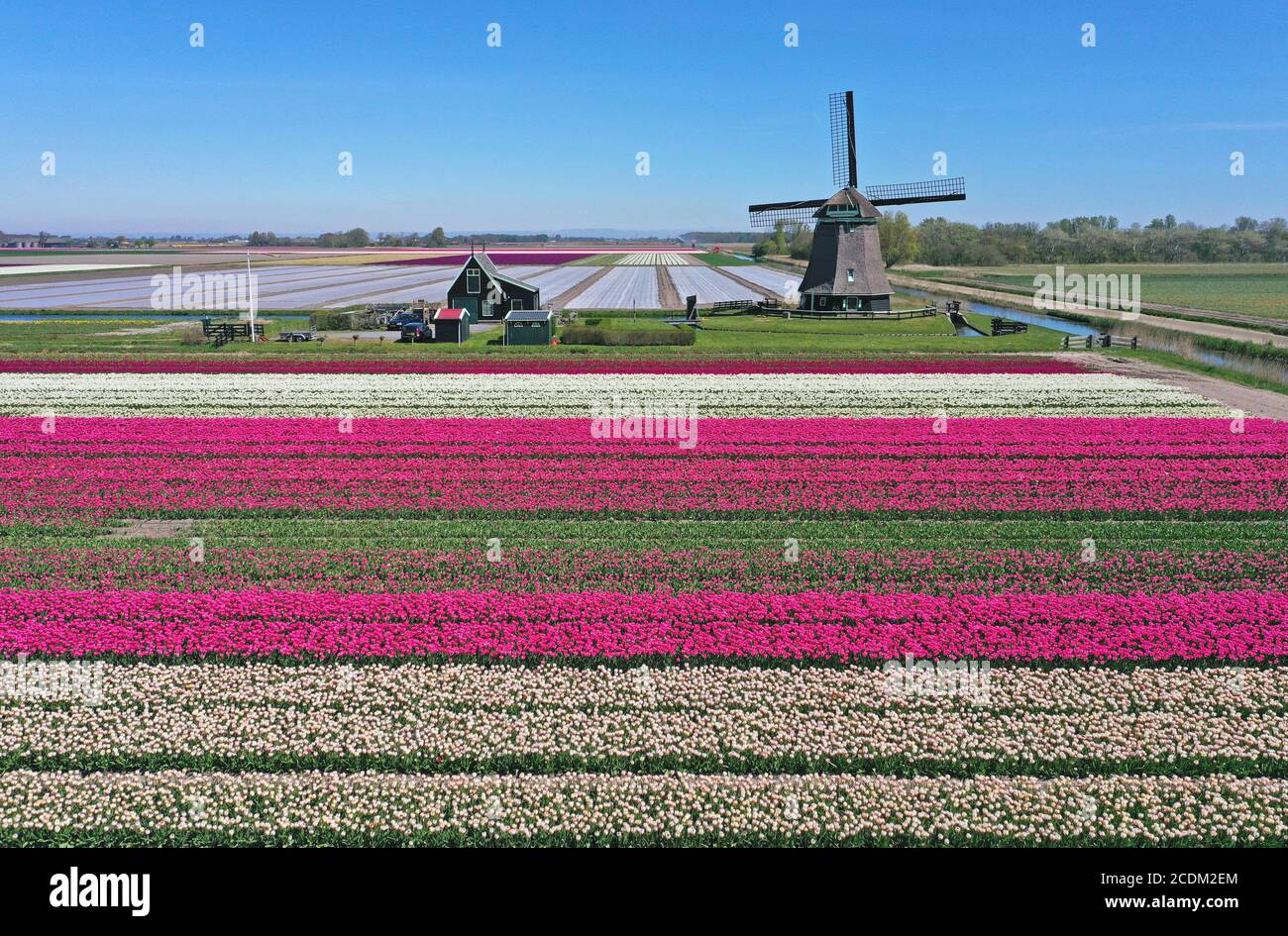 Vue aérienne des champs de tulipes fleuris avec moulin à vent, 26.04.2020, pays-Bas, pays-Bas du Nord, t Zand Banque D'Images