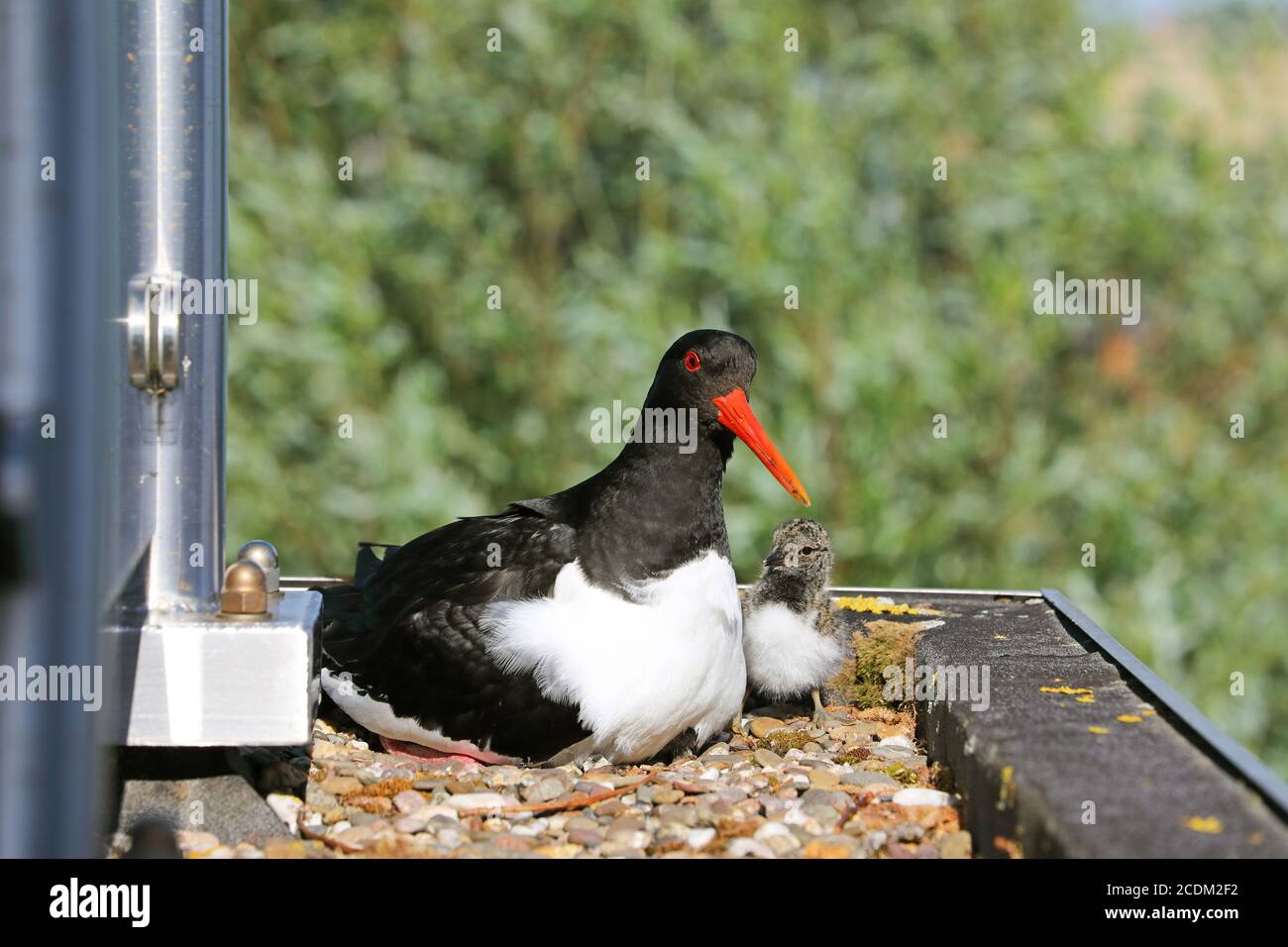 palaearctic oystercatcher (Haematopus ostralegus), avec poussin sur une canopée, pays-Bas, Frise, Makkum Banque D'Images