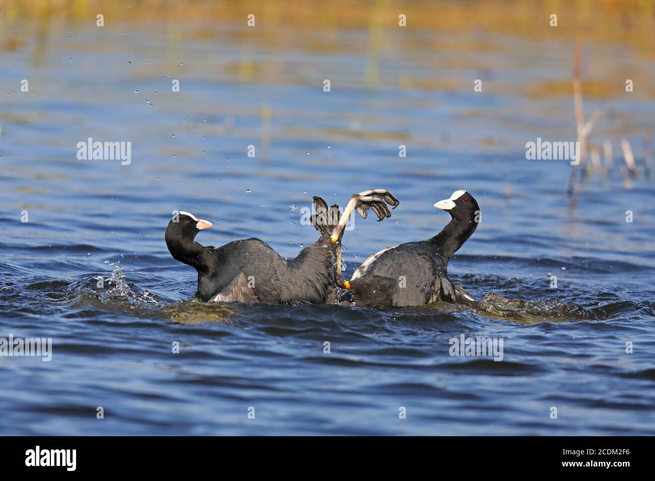 Black Coot (Fulica atra), combat territorial de deux mâles dans l'eau, vue latérale, pays-Bas, Frison Banque D'Images