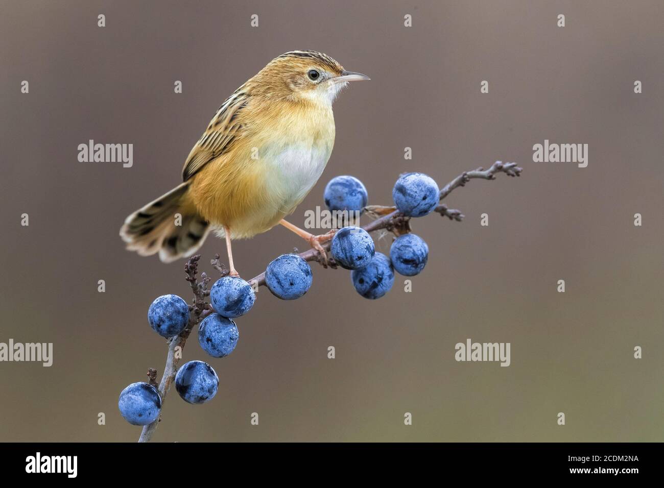 Cisticola (Cisticola joncidis), perchée sur une branche de baies bleues, Prunus spinosa, Italie Banque D'Images