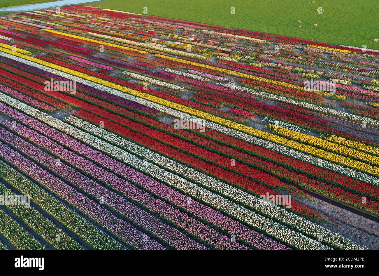 Vue aérienne des champs de tulipes en fleurs, 26.04.2020, pays-Bas, pays-Bas du Nord, Obdam Banque D'Images