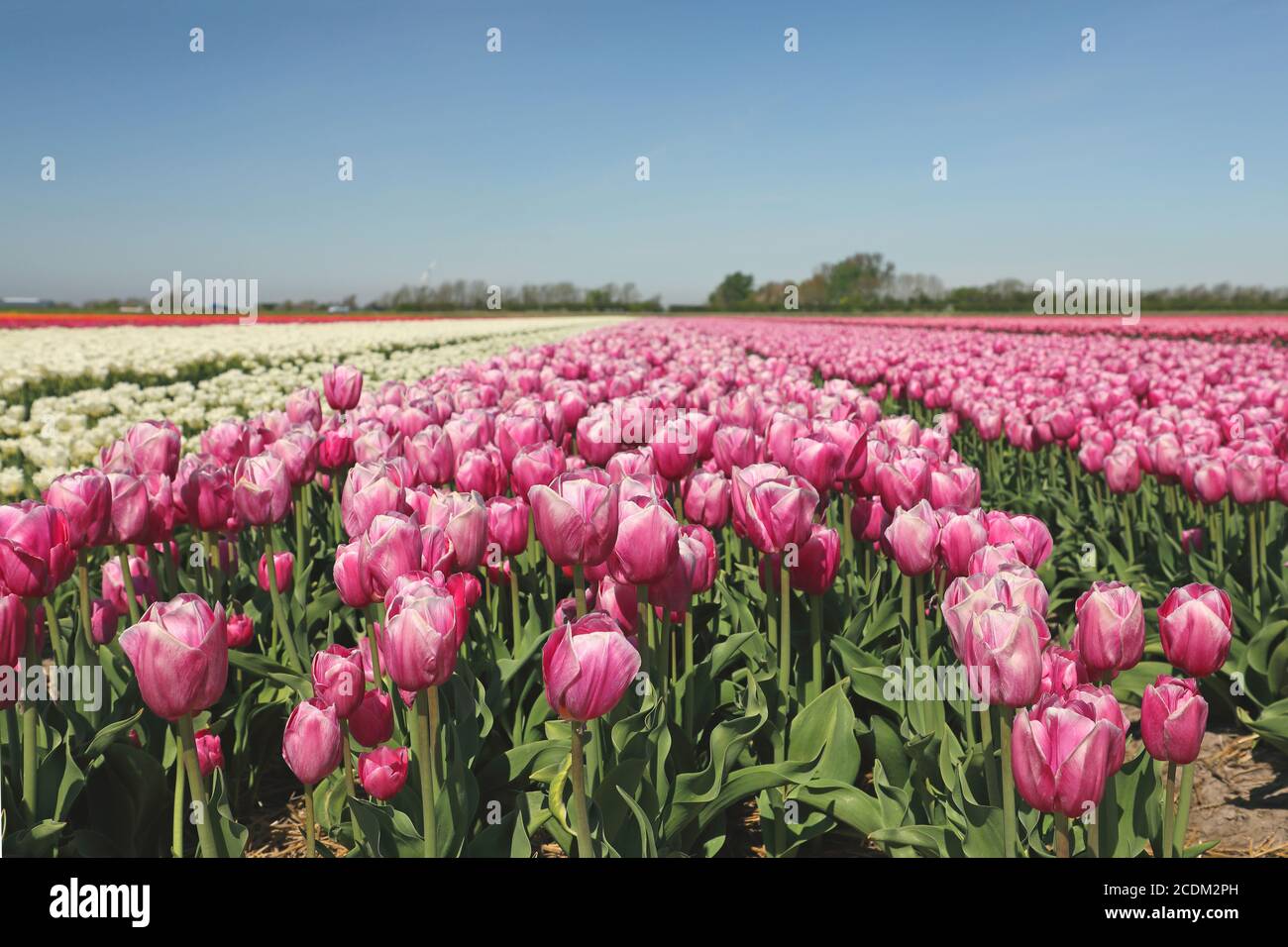 Champs de tulipes fleuris, pays-Bas, pays-Bas du Nord, t Zand Banque D'Images