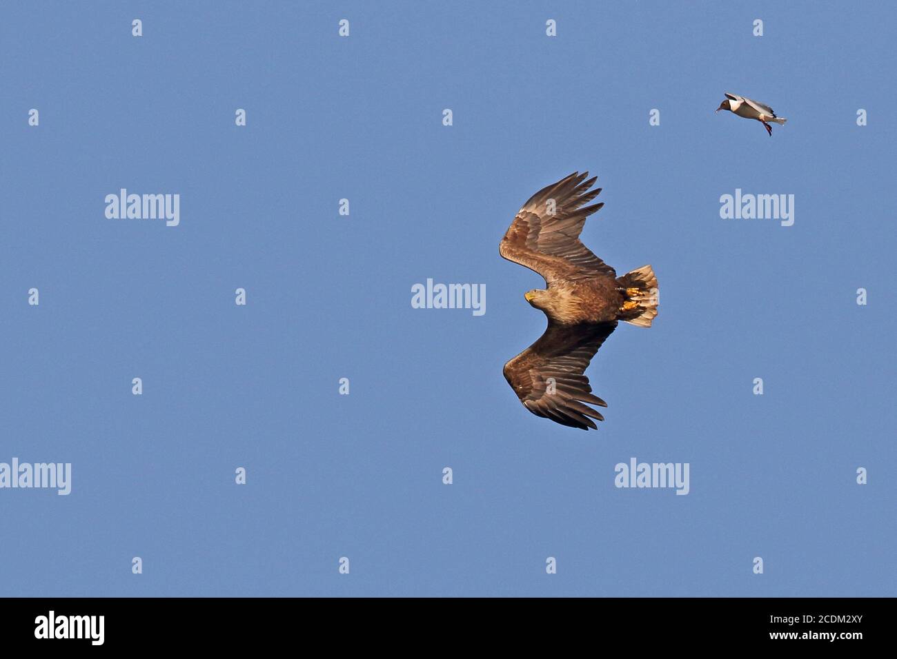 L'aigle de mer à queue blanche (Haliaeetus albicilla), est attcré en vol par un mouette à tête noire, pays-Bas, Groningen, Onnerpolder Banque D'Images