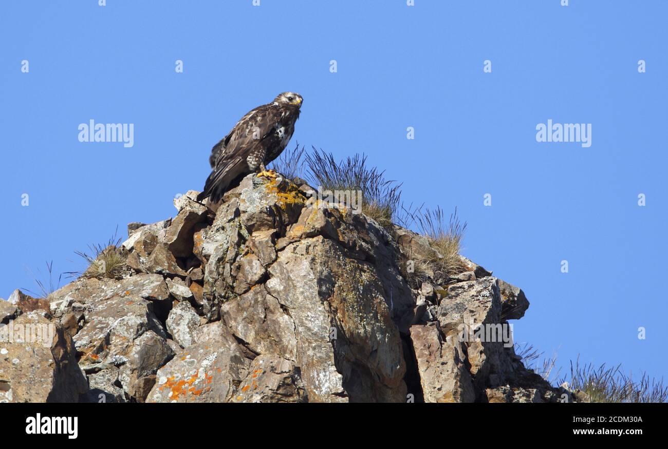 Buteo lagopus (Buteo lagopus), bourdonnement américain à pattes rugueuses, perchée sur un site de reproduction au bord d'une falaise, vue latérale, Norvège, péninsule de Varanger Banque D'Images