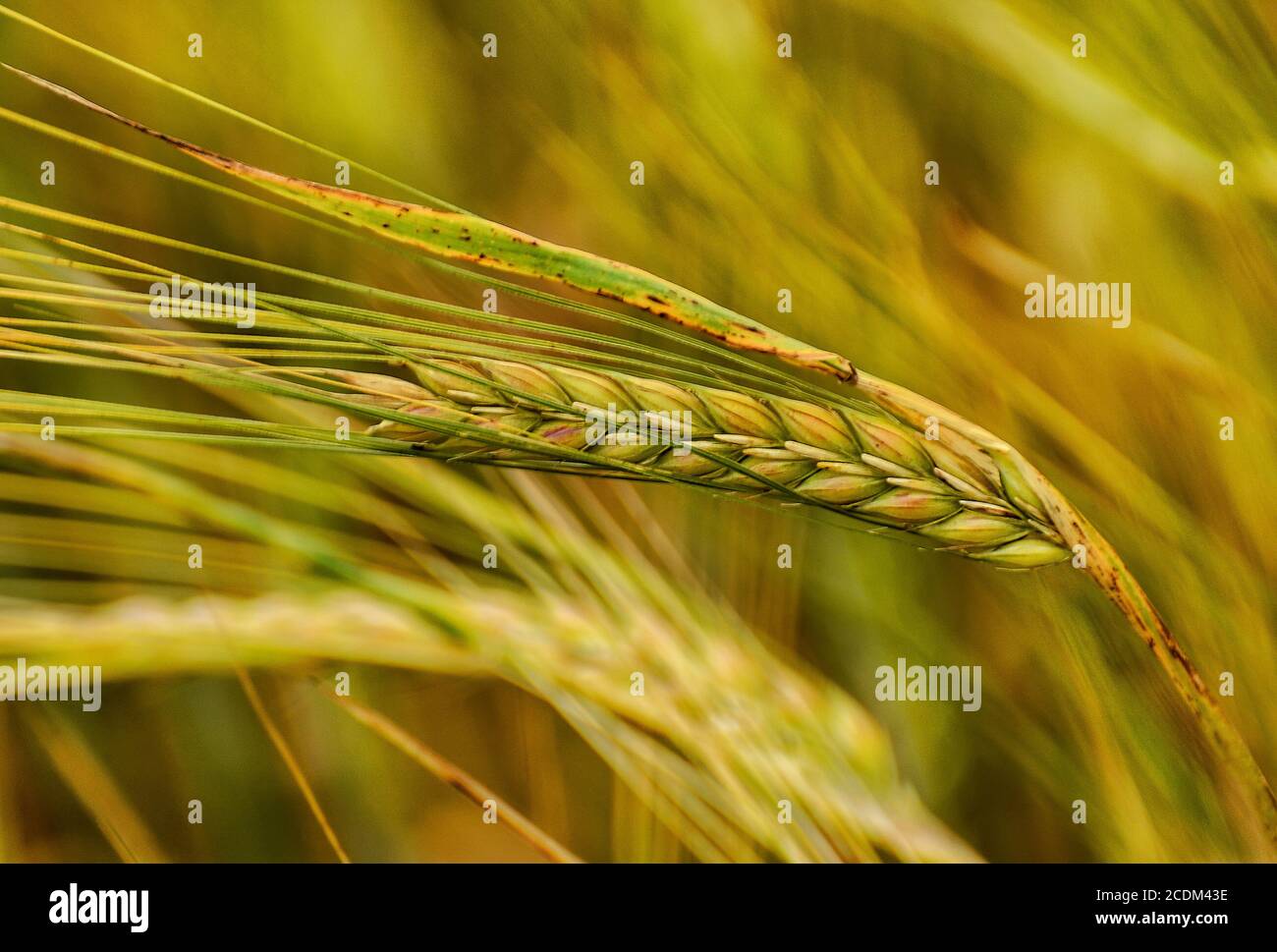 L'orge, une importante culture agricole, est l'une des plus anciennes plantes cultivées de l'histoire humaine. Banque D'Images