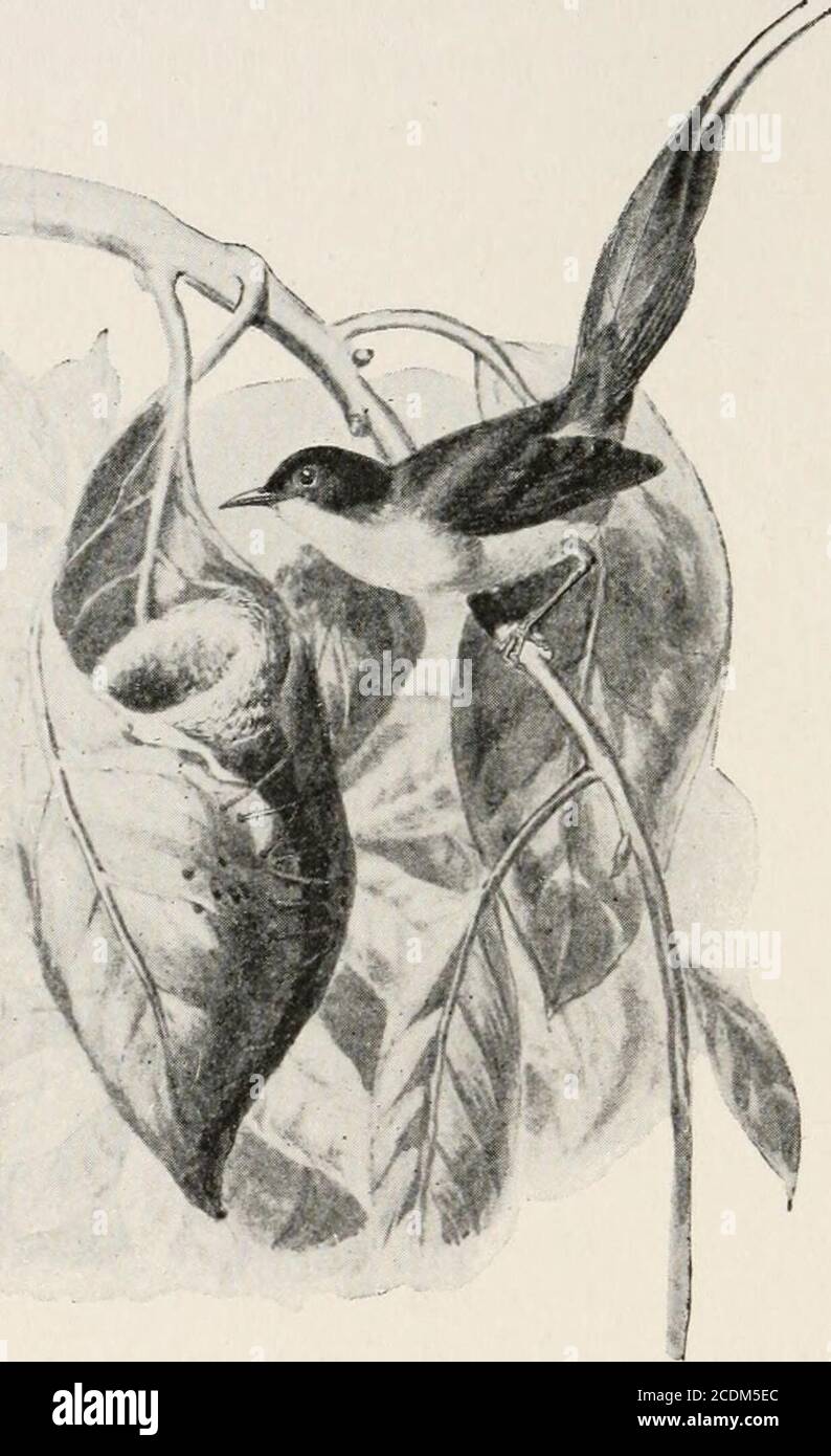 . Évolution et vie animale; une discussion élémentaire des faits, des processus, des lois et des théories concernant la vie et l'évolution des animaux . inds son lieu de départ la nuit par la sense de l'odorat, thismai être l'instinct; quand il tire un étranger sur son maître blessé, c'est la raison. Le lapin de whena Jack laisse un buisson pour s'échapper d'un chien, ou court dans l'acircle avant un coyote, ou quand il est plat dans l'herbe comme une boule ronde de gris, indistin-guisble de l'herbe, c'est l'instinct. Butthe même animal est capable de raison - c'est-à-dire, d'un choix distinct parmi les lignes d'action. Pas longtemps un lapin est venu à la limite de Banque D'Images