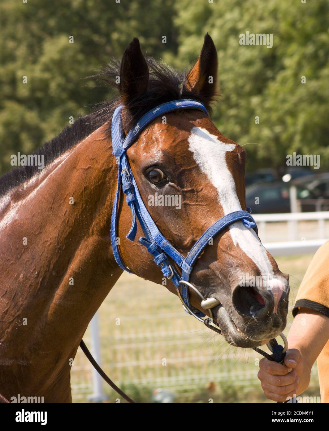 Portrait de cheval. Banque D'Images