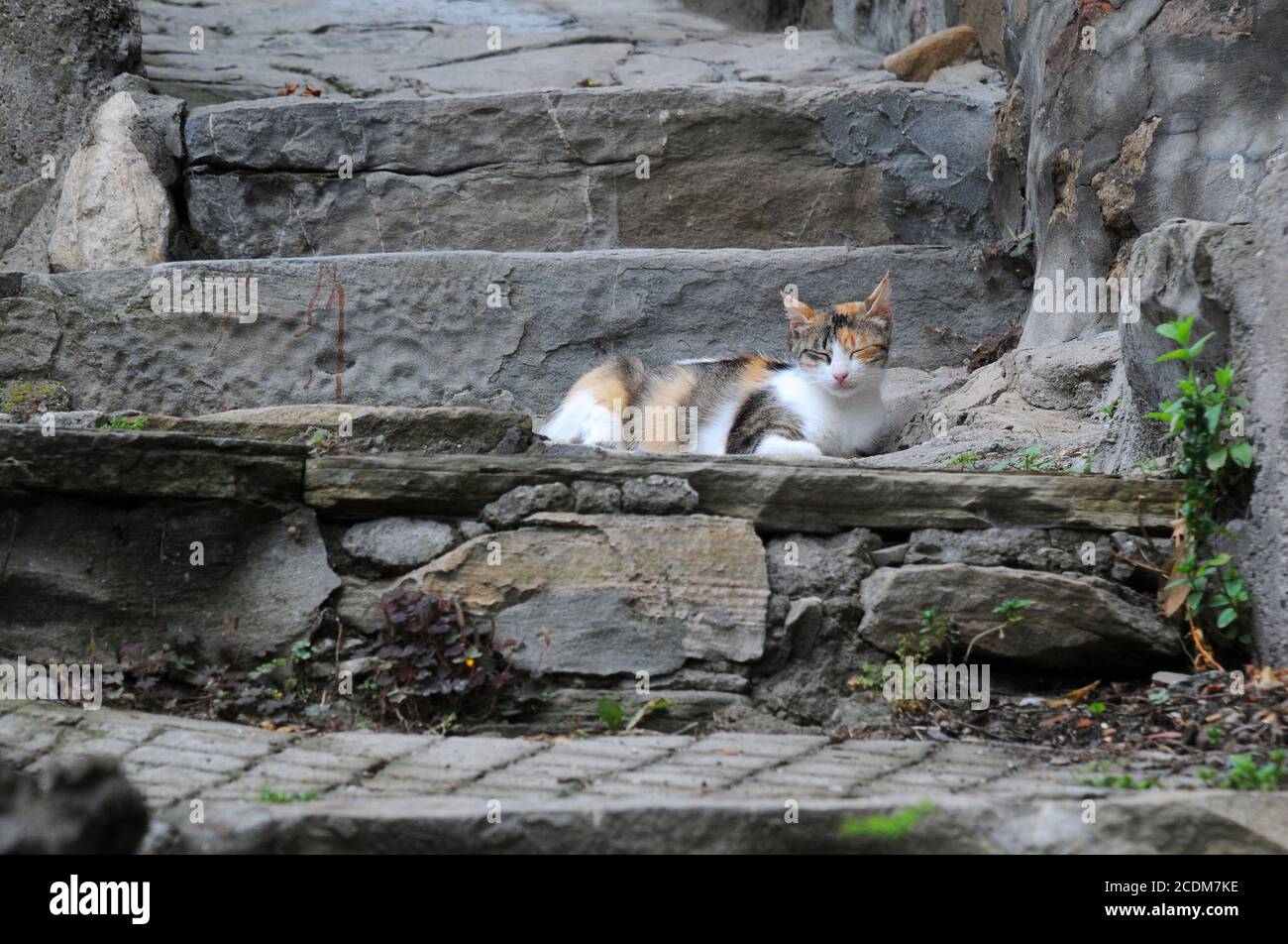 Cat sur les anciennes marches Banque D'Images