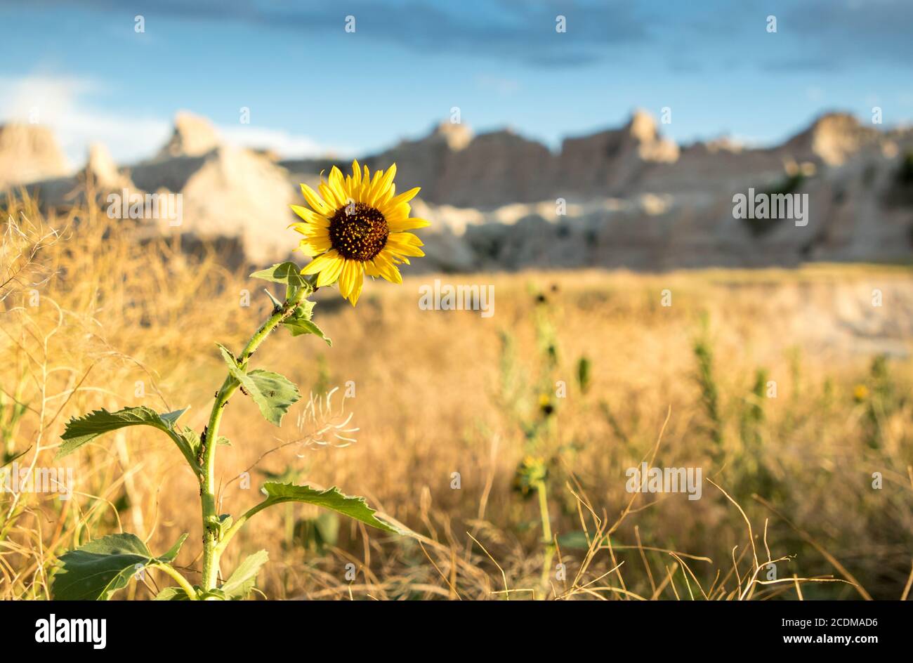 Tournesol jaune au soleil dans le parc national des Badlands, Dakota du Sud Banque D'Images