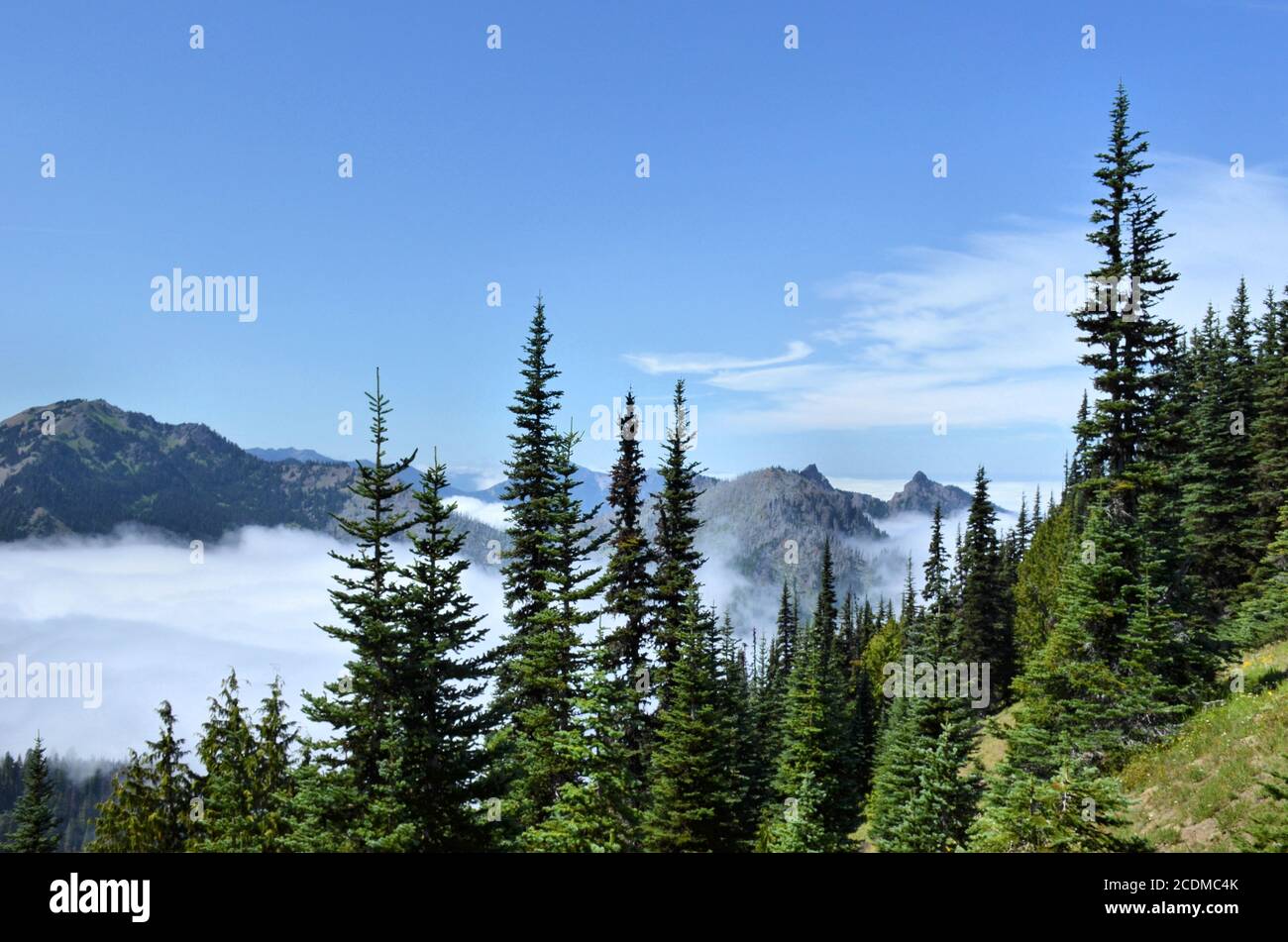 Les épinettes percent un ciel bleu au-dessus d'une vallée de montagne à couronne de nuages Dans le parc national olympique Banque D'Images