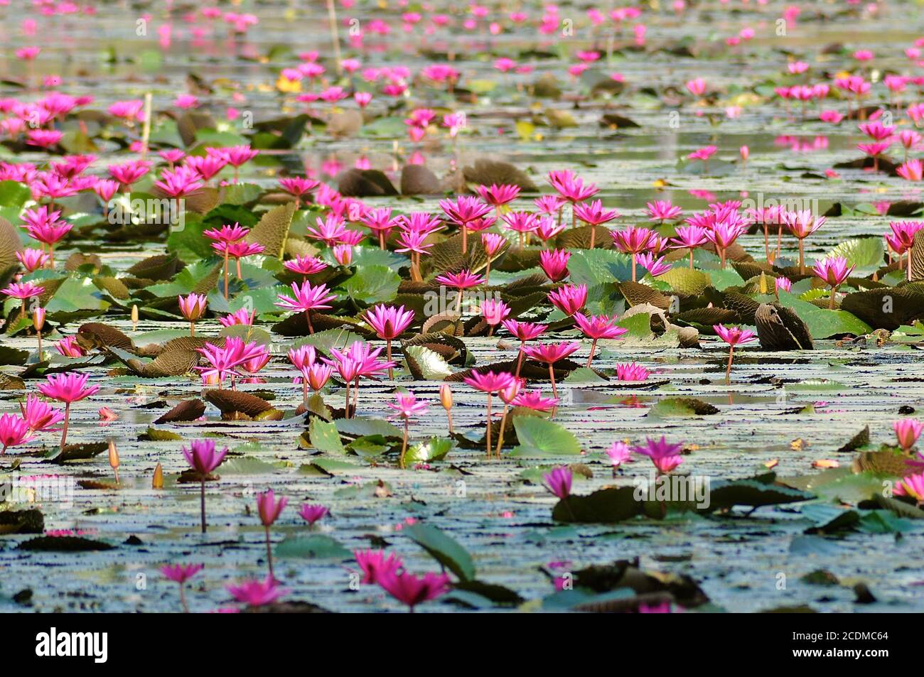Vue en perspective avec une faible profondeur de champ d'un lac de fleurs de lotus rose en fleurs, rappelant une peinture de couleur d'eau de Monet. Banque D'Images