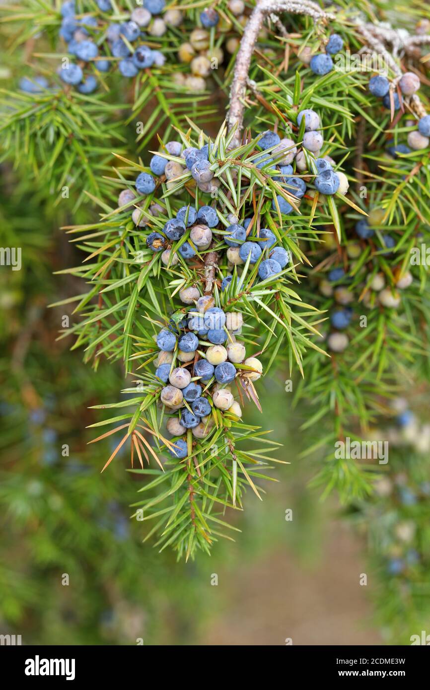 Branche de genévrier commun (Juniperus communis ) avec baies mûres et non mûres, Hesse, Allemagne Banque D'Images