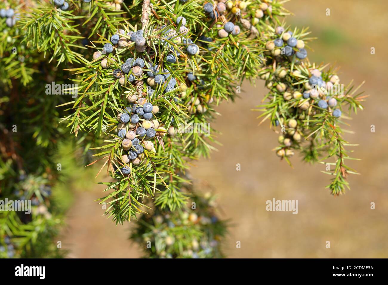 Branche de genévrier commun (Juniperus communis ) avec baies mûres et non mûres, Hesse, Allemagne Banque D'Images
