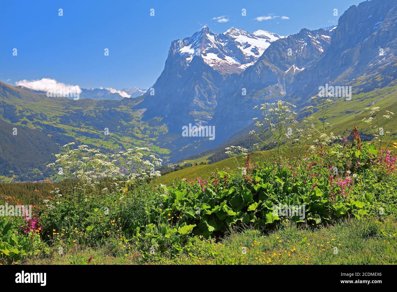 Fleurs de montagne sur Kleine Scheidegg avec Wetterhorn, patrimoine naturel mondial de l'UNESCO, Wengen, région de Jungfrau, Alpes bernoises, Oberland bernois, canton Banque D'Images