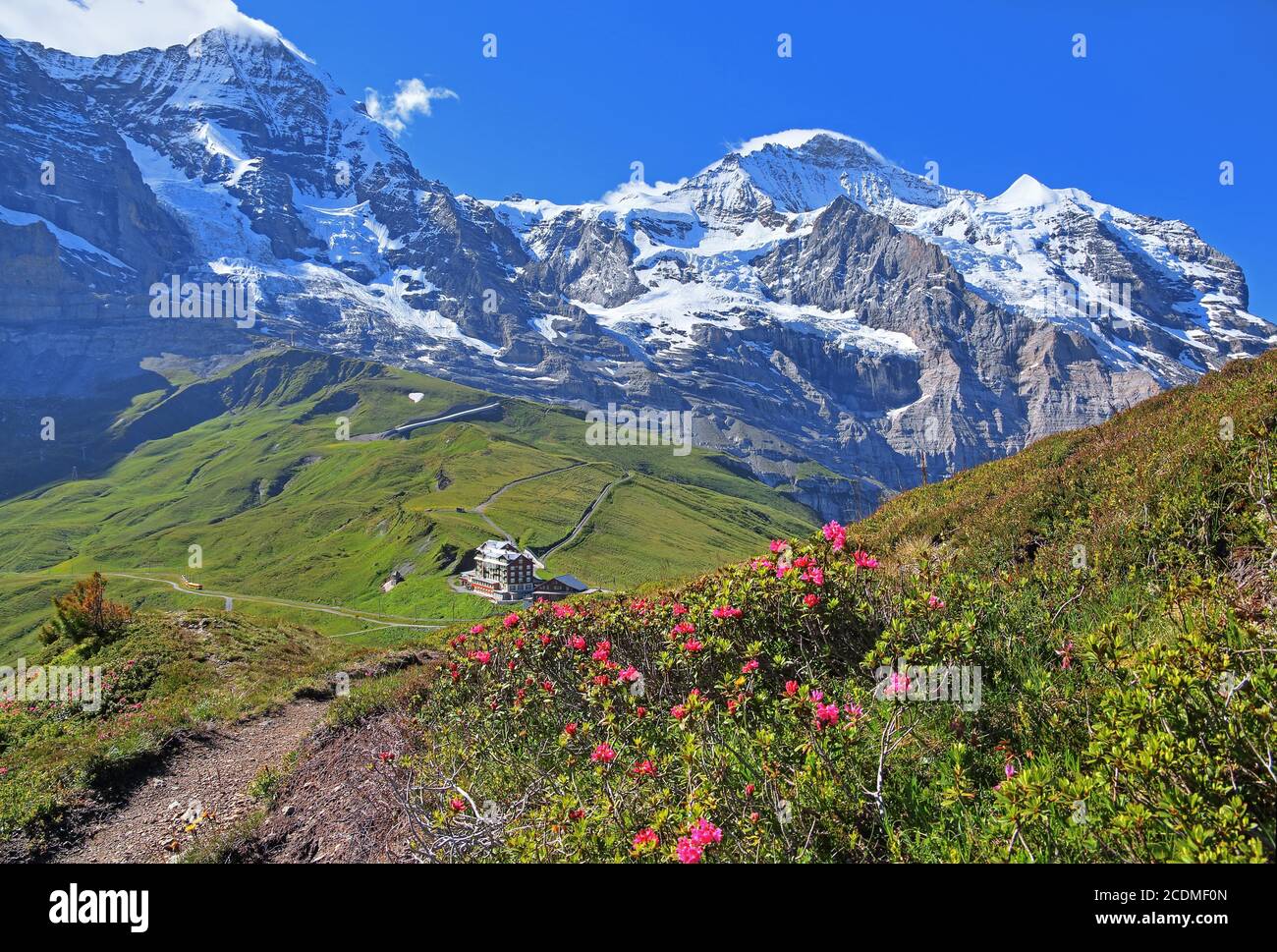 Roses alpines sur Kleine Scheidegg en face du massif du Moench et de la Jungfrau, patrimoine naturel mondial de l'UNESCO, Wengen, région de la Jungfrau, Alpes bernoises Banque D'Images