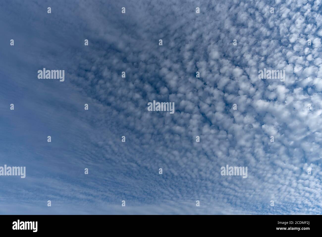 Petit (Cirrocumulus) dans le ciel du matin, Bavière, Allemagne Banque D'Images