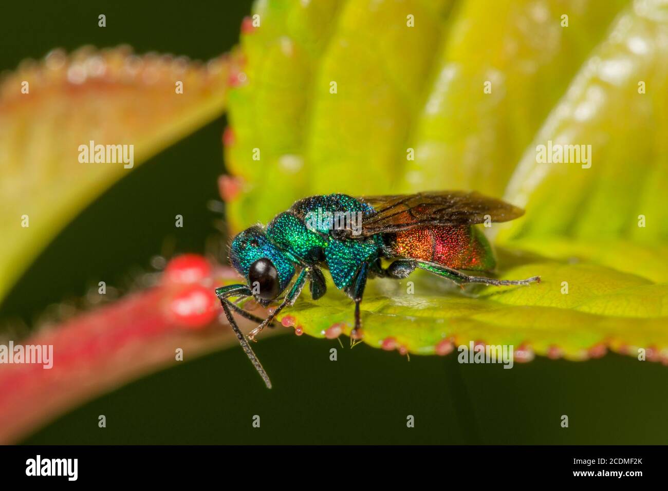 01  (Chrysis trimaculata) sur une feuille, Bade-Wurtemberg, Allemagne Banque D'Images