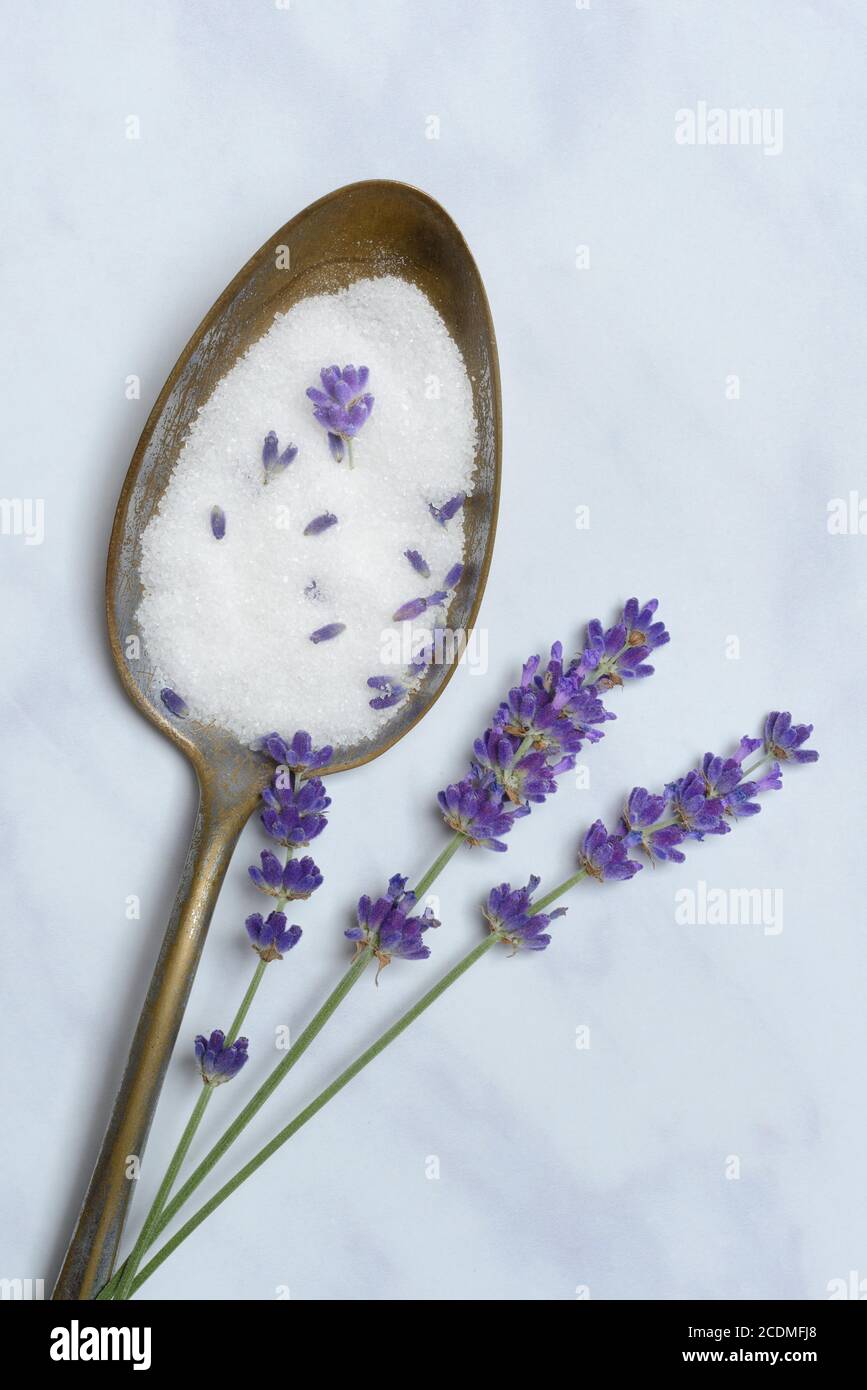 Sucre de lavande en cuillère et fleurs de lavande, Allemagne Banque D'Images