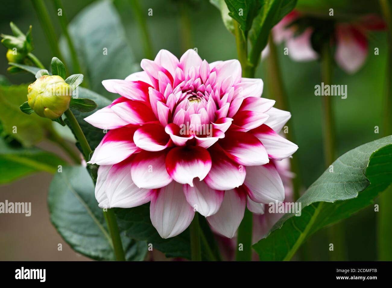 Variété Dahlia Alpen Pauline (cultivar Dahlia Alpen Pauline), fleur, Allemagne Banque D'Images