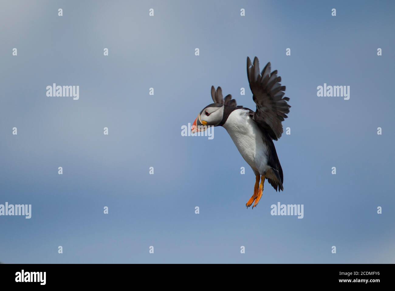 Macareux de l'Atlantique (Fratercula arctica) oiseau adulte entrant dans la terre, Farne isles, Northumberland, Angleterre, Royaume-Uni Banque D'Images