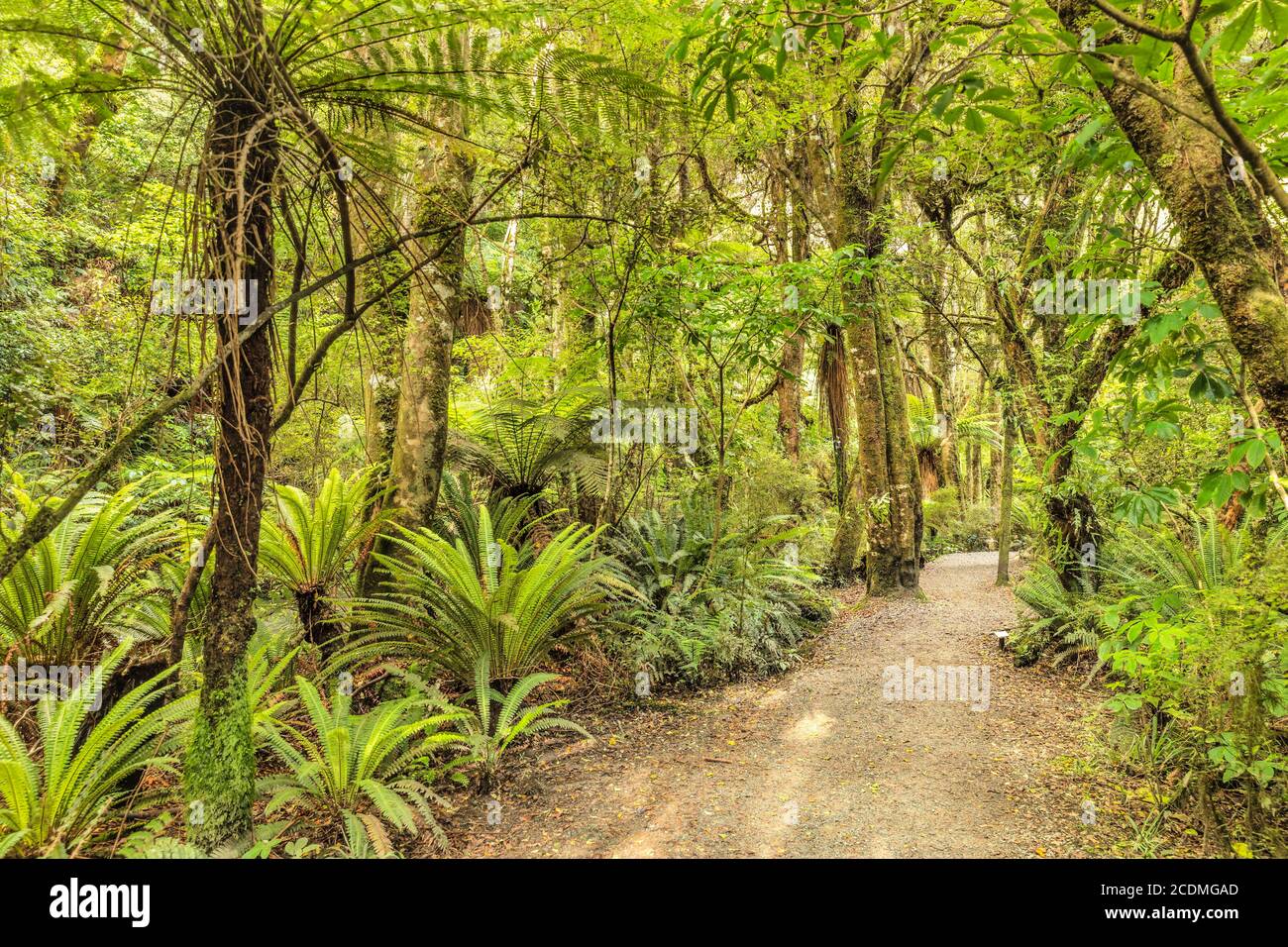 Parakuunui Falls Walk, forêt tropicale, les Catlins, Otago, Île du Sud, Nouvelle-Zélande Banque D'Images