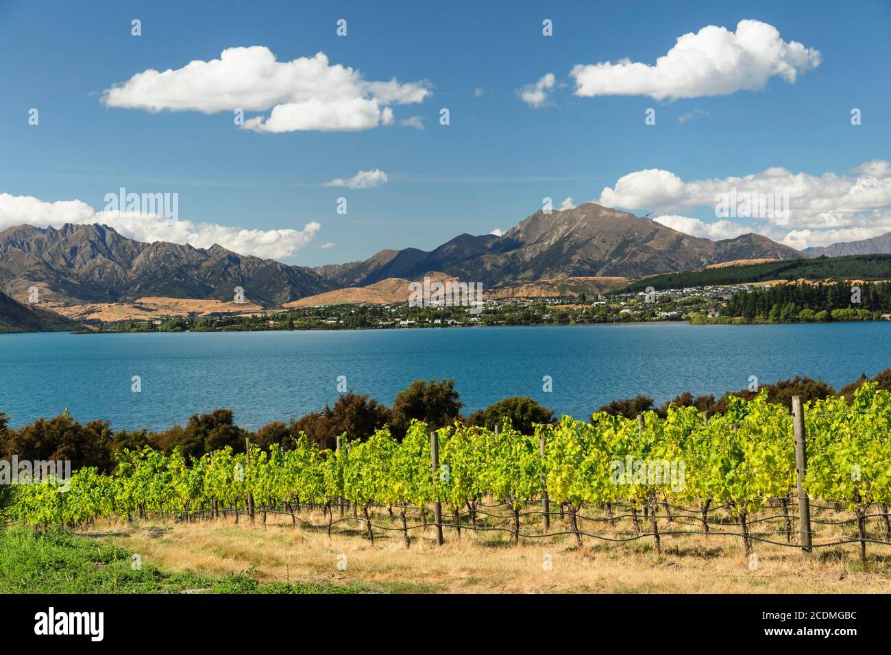 Vignobles au lac Wanaka en été, Otago, Île du Sud, Nouvelle-Zélande Banque D'Images