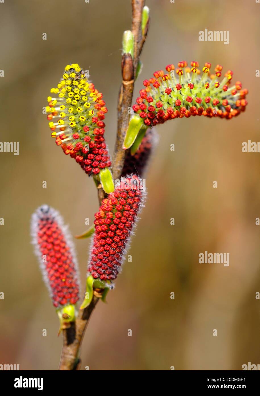 Chatons de fleurs mâles de saule pourpre (Salix purpurea), chatons de saule, Isarauen près de Geretsried, haute-Bavière, Bavière, Allemagne Banque D'Images