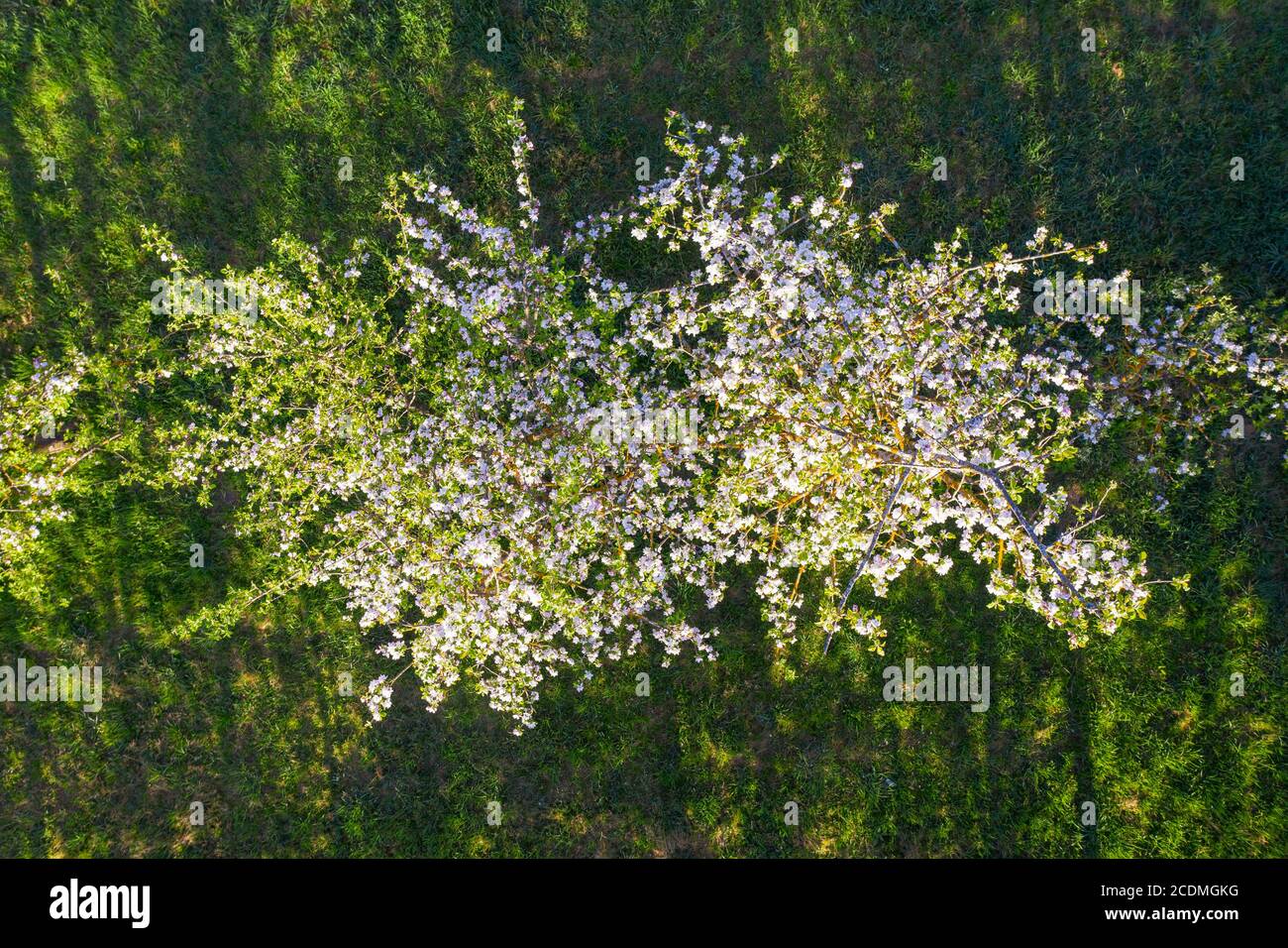 Floraison (Malus domestica) d'en haut, photo de drone, près de Herrsching, Fuenfseenland, haute-Bavière, Bavière, Allemagne Banque D'Images