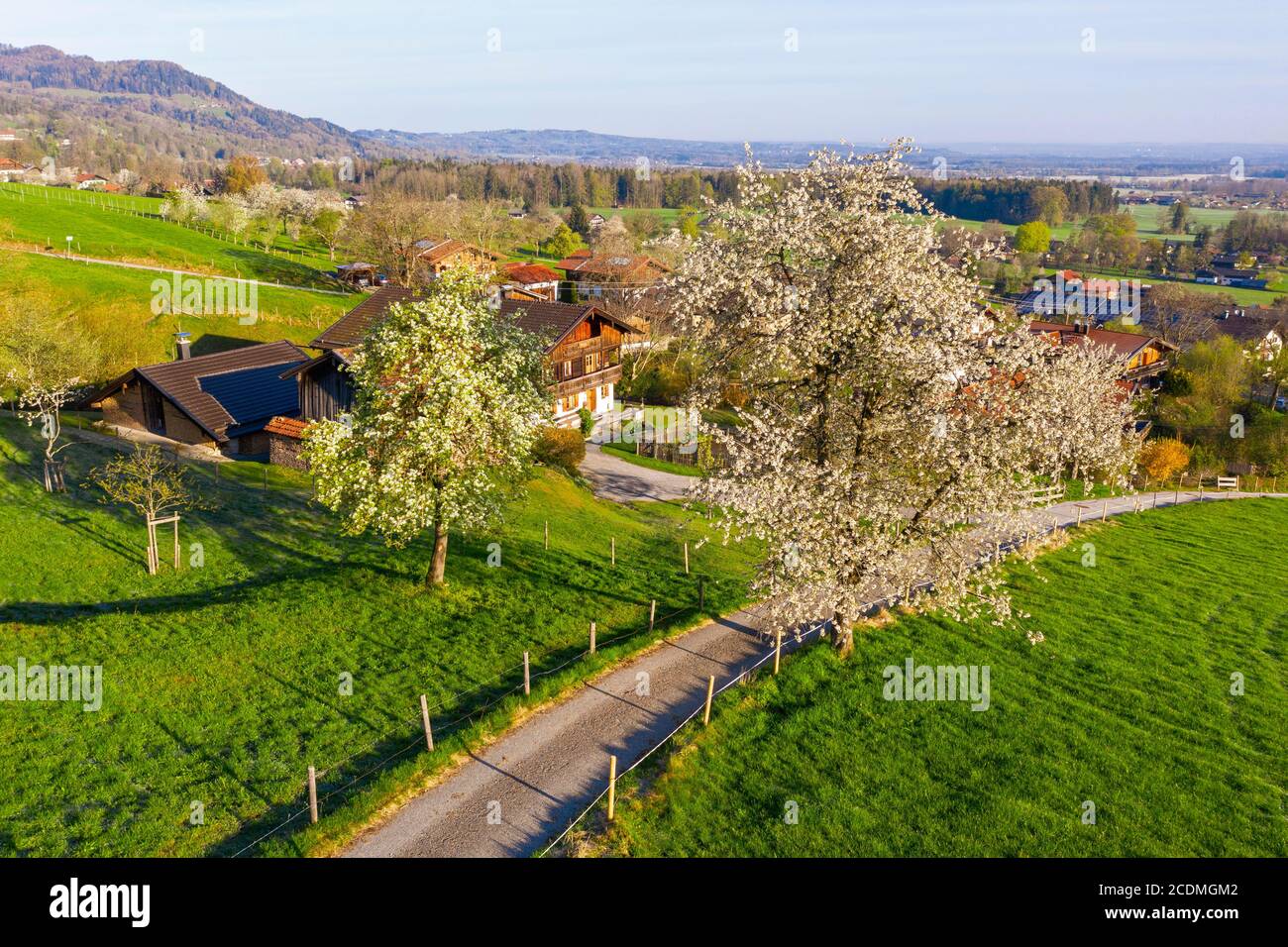 Arbres fruitiers en fleurs, couteau près de Bad Feilnbach, enregistrement de drone, haute-Bavière, Bavière, Allemagne Banque D'Images