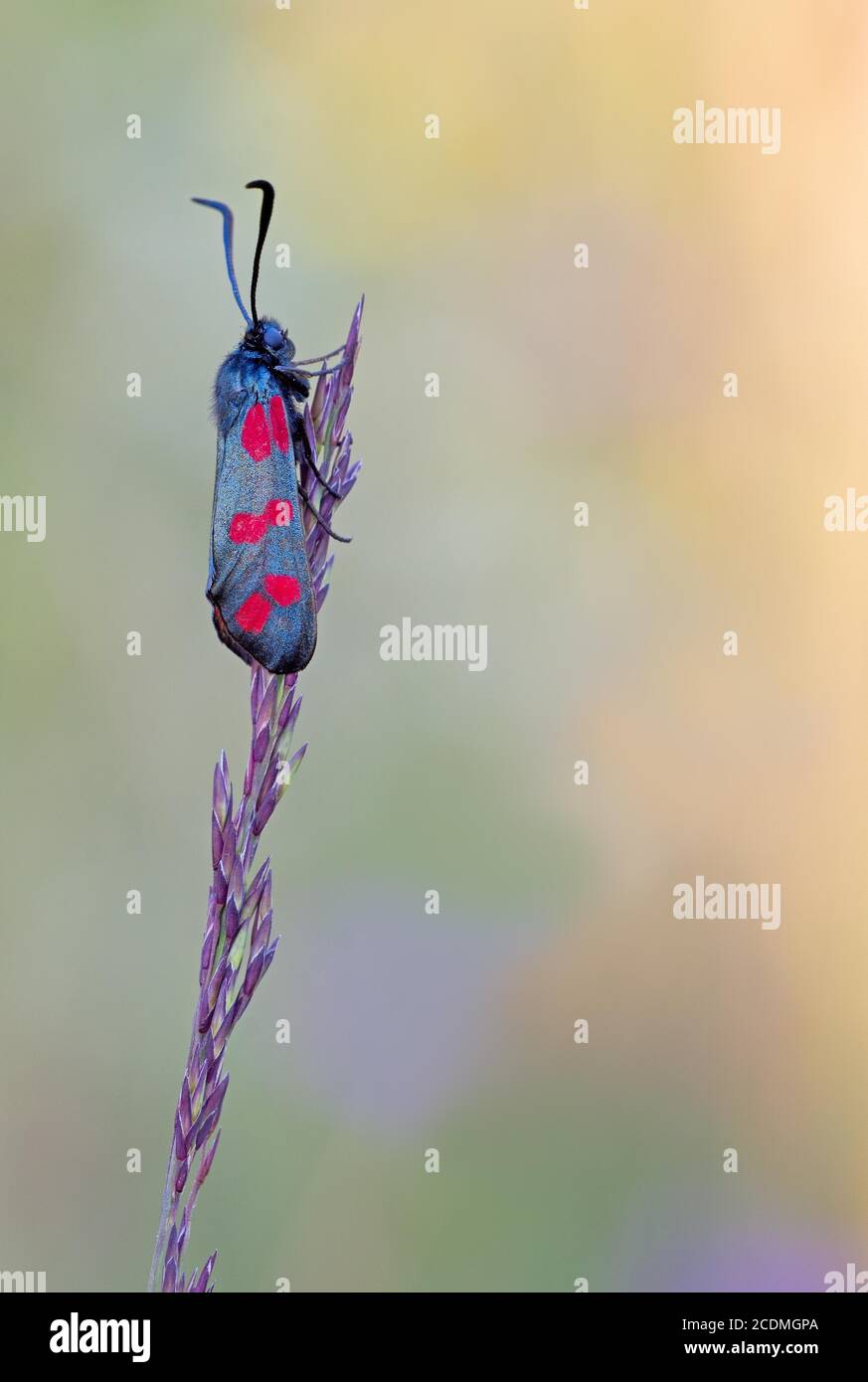 burnett (Zygaena filipendulae) à six endroits assis sur une oreille d'herbe en lumière chaude, Istria, Croatie Banque D'Images