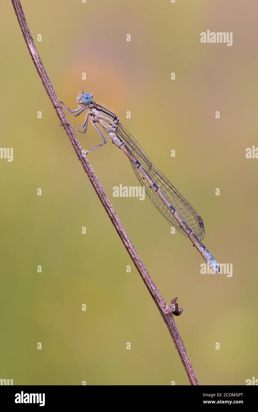 Damselfly (Zygoptera) à Sleeping place, Bavière, Allemagne Banque D'Images