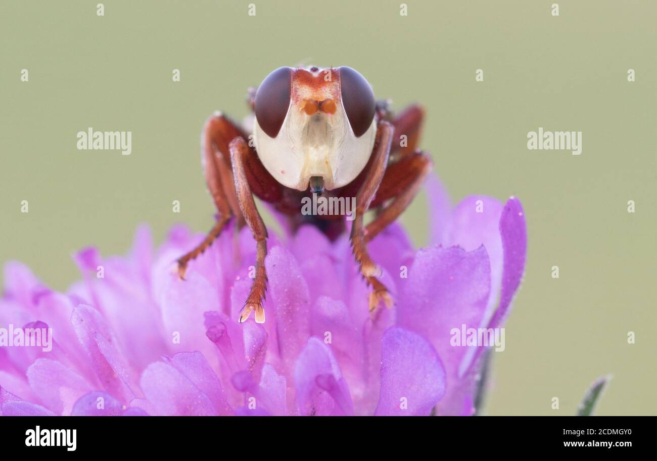 Mouche à tête épaisse (Conopidae) assise sur une fleur, Istrie, Croatie Banque D'Images