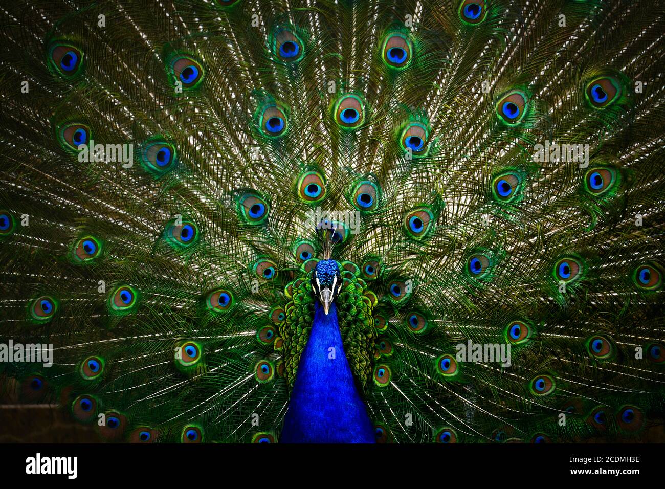 Paafhibou indien (Pavo statut), captif, Stuttgart, Bade-Wurtemberg, Allemagne Banque D'Images