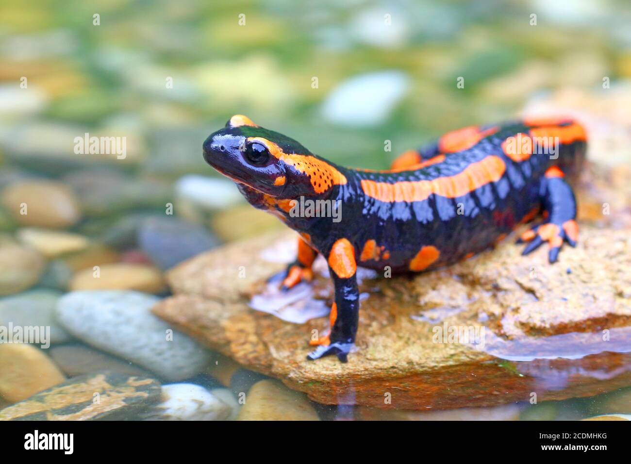 Salamandre à feu d'orange (Salamandra salamandra), variation de couleur rare, Solms, Hesse, Allemagne Banque D'Images