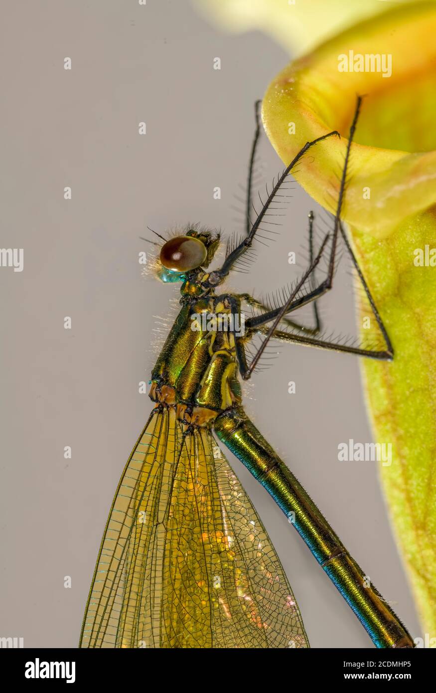 Bande demoiselle (Calopteryx splendens), sur l'usine de quiver, Allemagne Banque D'Images